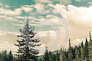 Green pine branches against the sky