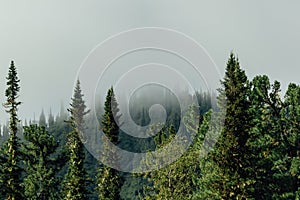 Green pine branches against the sky