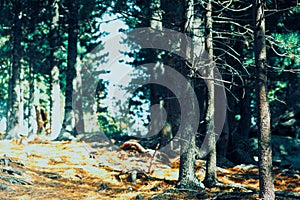 Green pine branches against the sky