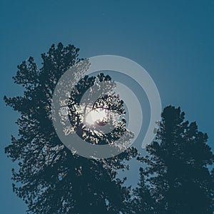 Green pine branches against the sky