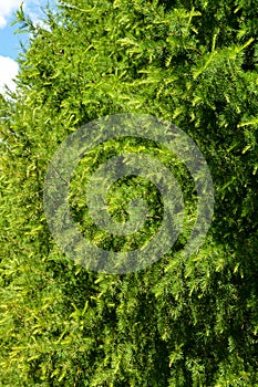 Green pine branches close-up against the blue sky