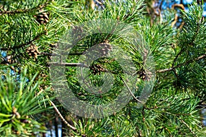 Green pine branches with cones