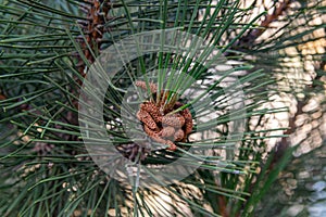 Green pine branches with cones at sunset