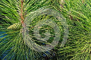 Green pine branches with cones at sunset. Pine forest, clean air.