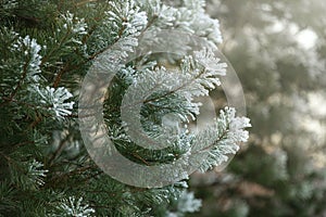 Green pine branches covered with frost in the winter forest, background