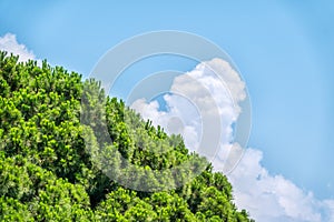 Green pine branches with needles and fresh shoots in spring against a bright blue sky with cloud