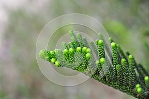 Green pine buds
