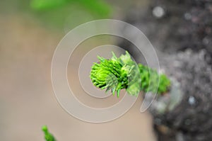 Green pine buds