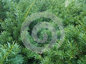 Green pine bush or plant with spider webs