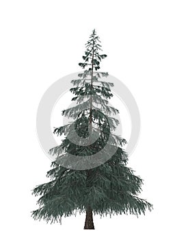 Green Pine, christmas tree isolated on white background.