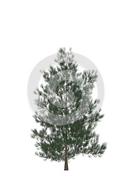 Green Pine, christmas tree isolated on white background.