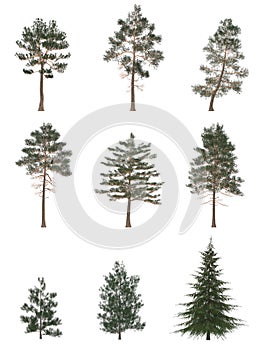 Green Pine, christmas tree isolated on white background. Banner design