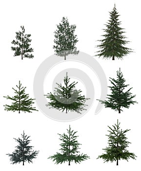 Green Pine, christmas tree isolated on white background. Banner design