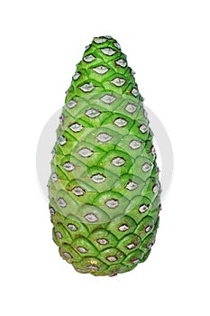 Green pine cone