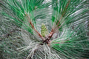 Green pine Cone. Close-Up View