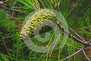 Green pine cone on a pine tree in Croatia during summer