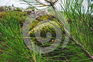 Green pine cone on a pine tree in Croatia during summer