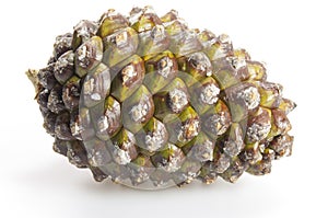 Green pine cone on white