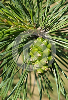 Green pine cone