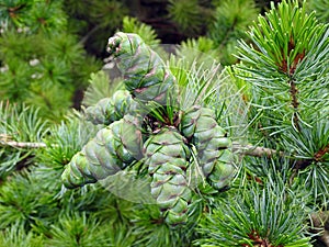 Green pine cones