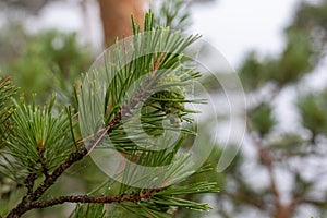 Green pine cones on branch of pinus pinaster tree