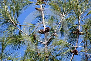 Green pine with cones on trunk and branches close up before clear cloudless blue sky