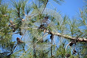 Green pine with cones on trunk and branches close up before clear cloudless blue sky