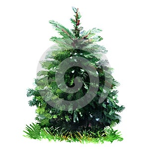 Green pine, evergreen spruce tree, winter fir christmas tree, isolated, hand drawn watercolor illustration on white