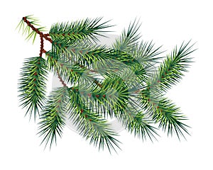 Green pine fir-tree branch, isolated on white. Vector