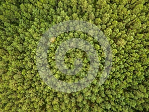 Green pine forest in the evening, aerial view