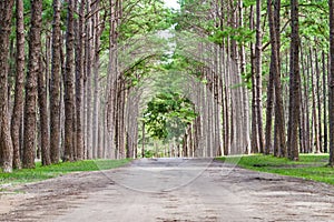 Green pine forest, Forest Unseen Thailand ,name is Suan son bor Kaew or Pine Bokeo  in Chiang Mai distric, Thailand