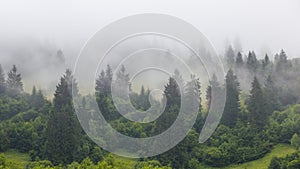 Green pine forest on a mount slope in a dense fog