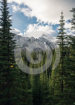 Green pine forest with rockies mountain with blue sky in Banff national park