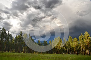 Green Pine Forest Under the Stormy Sky