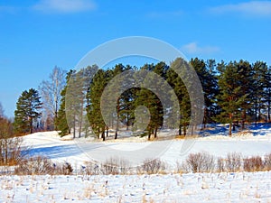 Green pine island in a winter meadow