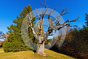 Green Pine and Leafless Tree Oak