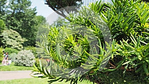 Green Pine or matsu tree in hokkaido japan