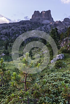 Green pine with mount Averau on the background, Falzarego pass, Dolomites, Italy photo