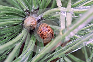 Green pine needles and cone incased in ice during ice storm