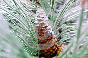 Green pine needles and cone incased in ice during ice storm