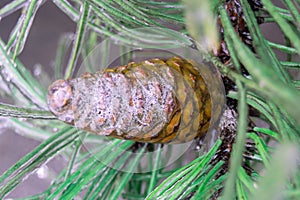 Green pine needles and cone incased in ice during ice storm photo