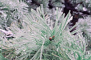 Green pine needles incased in ice during ice storm