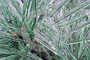 Green pine needles incased in ice during ice storm