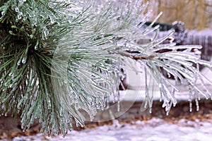 Green pine needles incased in ice during ice storm