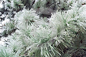 Green pine needles incased in ice during ice storm