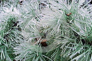 Green pine needles incased in ice during ice storm