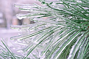 Green pine needles incased in ice during ice storm