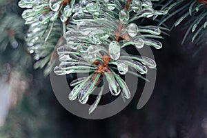 Green pine needles incased in ice during ice storm