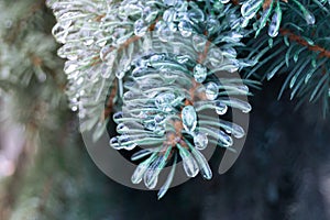 Green pine needles incased in ice during ice storm