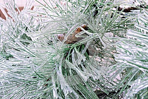 Green pine needles incased in ice during ice storm photo